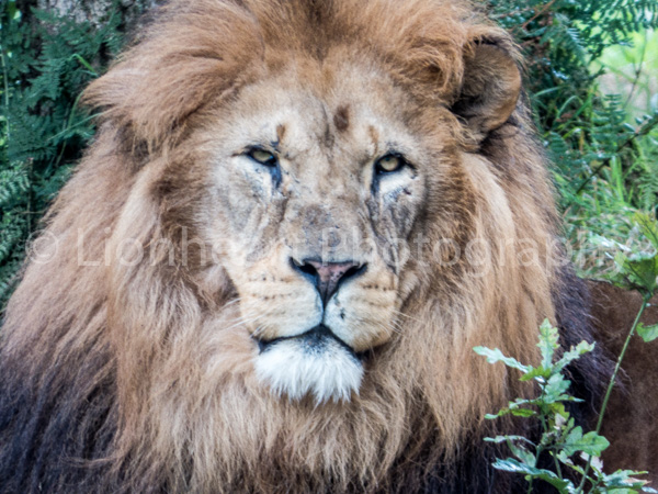 Dartmoor Zoo - African Lion